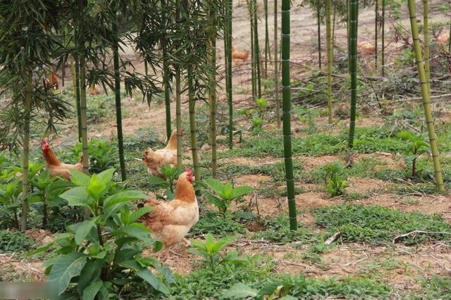  [养殖户]都说土鸡养殖能挣钱，新手养1000只土鸡真的挣钱了吗？