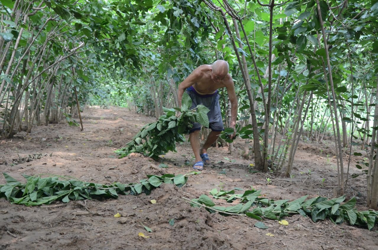 农村七旬老人植桑制杈50年，一年做五百杆桑杈，感叹手艺要消失