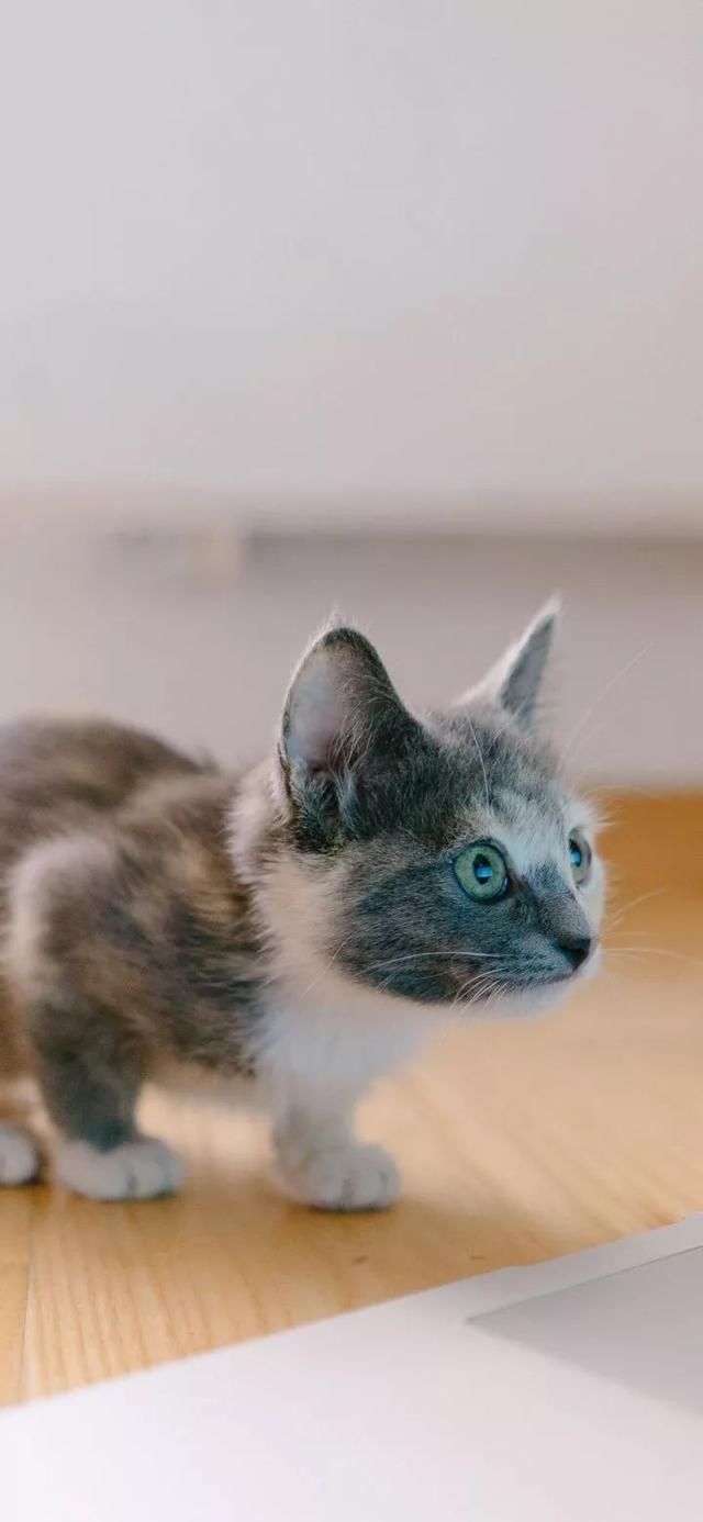  『星球』80张超可爱的猫咪壁纸丨我来自喵星球，来地球只是为了遇见你