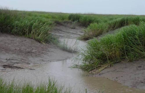 40年前中国引入一物种，如今胜过小龙虾，吃货也无能为力！