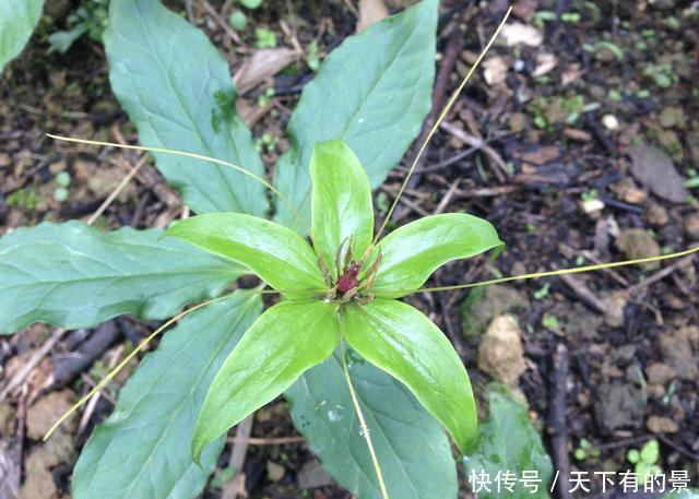 野草|在竹林,有1种野草开出“红花”,被称为“重楼”,1公斤上千元!