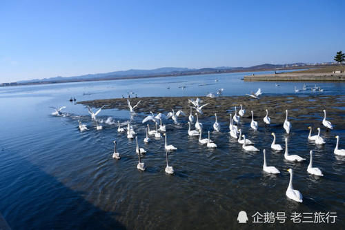  「威海荣成天鹅湖公园」从西伯利亚飞过来的大天鹅，与国内的天