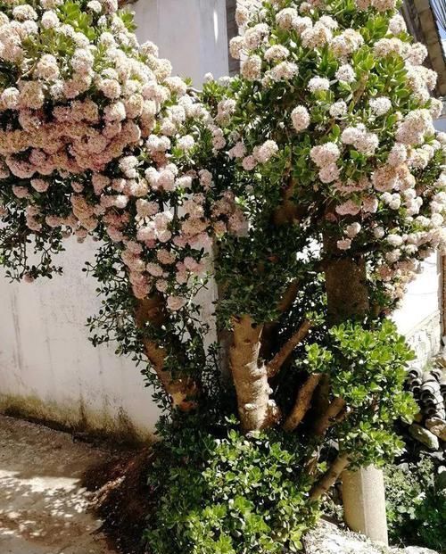  『门口』这花养一棵就够了，越剪越长，栽门口直接长成一棵树！