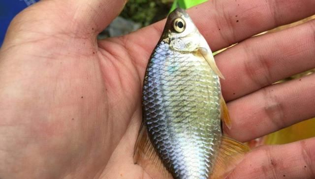  #记仇#它是河中“最记仇”的鱼，曾经不被渔民待见，如今想钓也