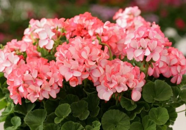  [阳光]“4种花”最适合阳台养,好养漂亮,给点阳光就灿烂,开花就爆盆!