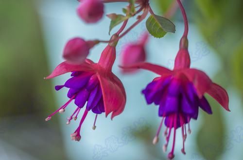  【家里】3种花，不仅漂亮还好养，一次开花200朵，家里有个小花园，美极了