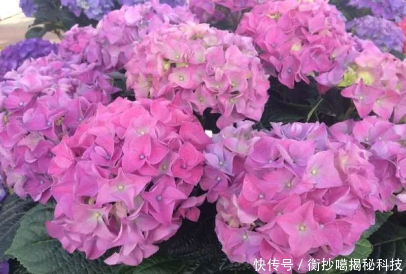  小妙■养花小妙招，花开爆满盆