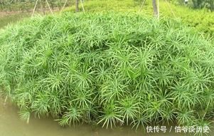  「植物」银线水竹草栽养要点有哪些，这里知道来看看吧