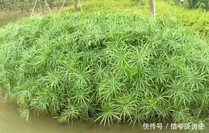 「植物」银线水竹草栽养要点有哪些,这里知道来看看吧
