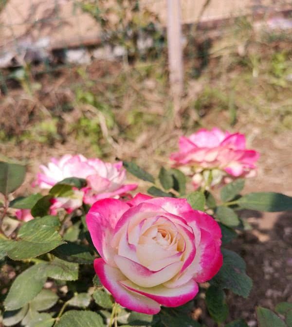  『值得』此种观赏植物，美不输玫瑰，四季都开花，可盆栽种植，很值得拥有