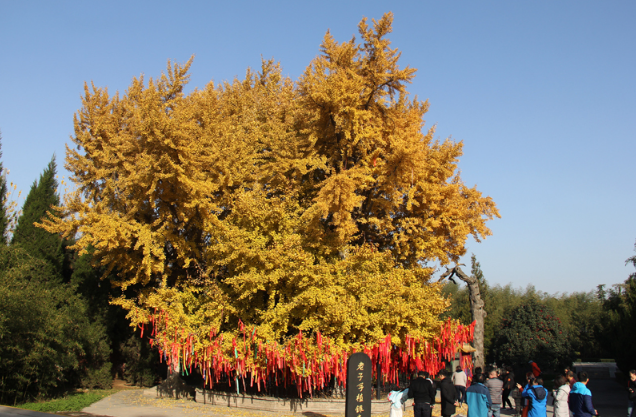 2600年前老子种下的银杏树，长成了中国地图，美出了天际！