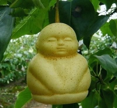  『硕果累累』岳父厉害了，一年没回家！院子搞得真气派：鲜花芬芳，硕果累累
