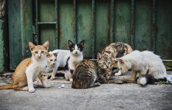 宁波一撸猫女生被全球排名第一的艺术学院录