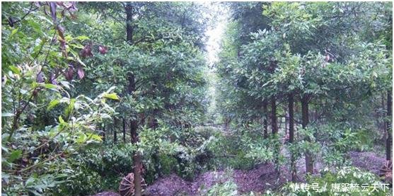  小苗@大家都知道金丝楠木非常贵，但是没想到树苗这么便宜！