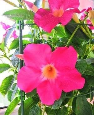  【软肋】飘香藤不开花？3个“软肋”是关键，一个不留神，死活不开花