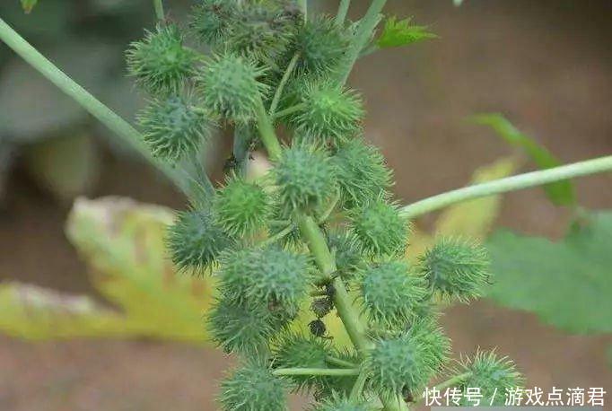  【我国】它浑身都是毒，入侵我国却被大量种植，如今全球年产量5