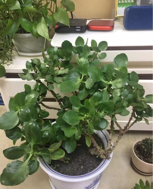  花养@长寿花养出大粗枝，一年到头不窜芽，该剪就得剪！