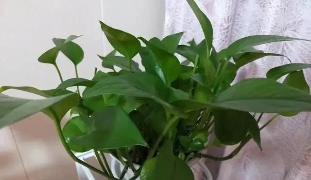  绿油油■养绿萝,注意4细节,随便养都爆盆,枝繁叶茂长成“绿瀑布”!