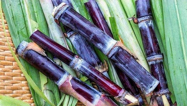  拉车|农村辛苦种植一年的作物，丰收才500块钱一吨，农民自己拉