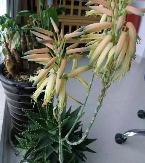  [家里]家里芦荟这么养，长出花箭1米高，花朵就像“大松果”