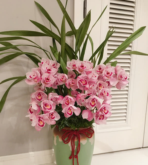  便宜■花大色艳又“好养”的兰花，香气浓郁花期长，年年开花又便宜！