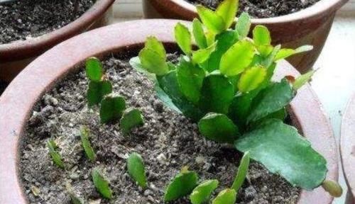 『春天』春天给植物“扦插”，多做一个“小动作”，植物茂盛长满盆