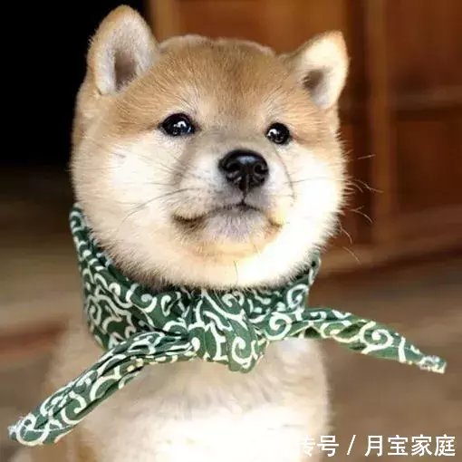 到预产期一定会生?先见红不如先破水生得快?