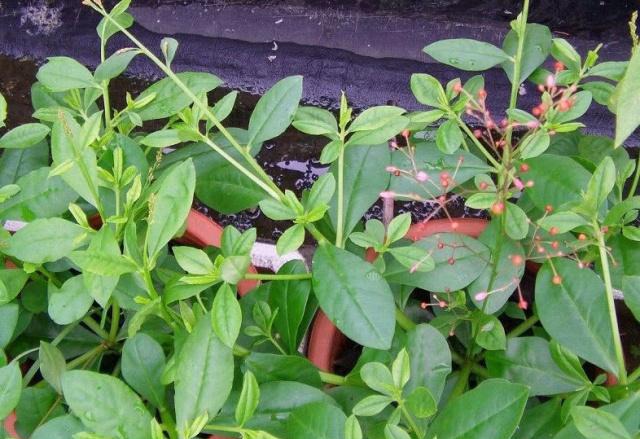 农村这种野草被称“土人参”，根部非常珍贵，你有没有见过