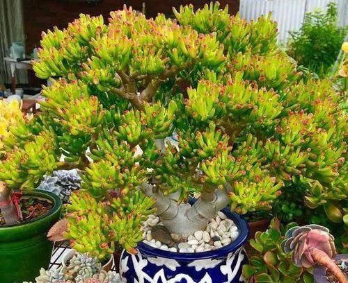  [摆放]哪些植物适合摆放在客厅首选3款高颜值多肉，可镇宅招财