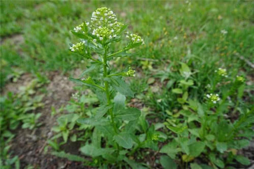  [餐桌]麦田里的这种野草，在过去农民当杂草，如今却是餐桌上的