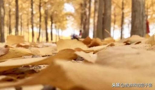 河北栾卸银杏风景区火了，被称为华北地区规模最大银杏林