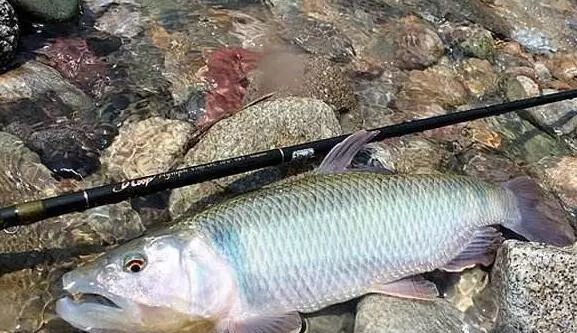  马口鱼：农村里的7种“野味”，你吃过几种？就算是土豪也不一定