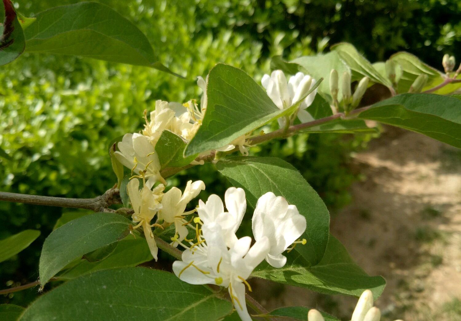 『金银花盆景桩头』金银花盆景怎样养护