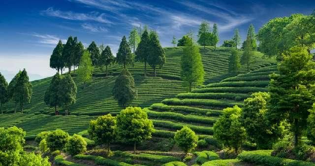  风景：茶山风景无限美！茶山的美让我们心动！