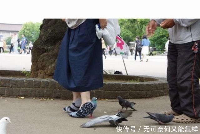 #围着#一群鸽子围着女子不让她走,仔细看她脚上的鞋子,大爷都震惊了!