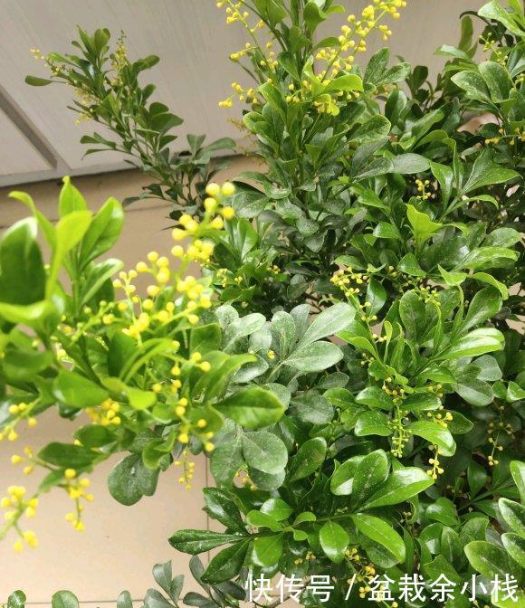 『要施肥』立夏过后,4种花进入“盛花期”,水肥及时跟上,夏天开到秋天