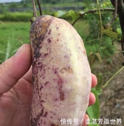  「野果」外号“土香蕉”的野果！一年只生产一次水果，每斤卖到2