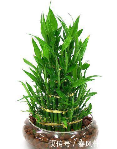 寓意|这几种绿植“富贵生财”好寓意,客厅摆几盆,对家人好