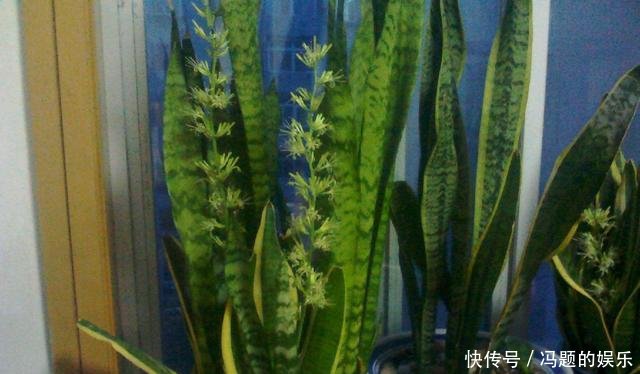  「厉害」这3种花“高手”才敢养，养开花才厉害，福气满满花枝高挑