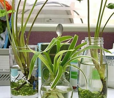 『糟糕』水培植物越来越糟糕?水里丢点料,黄叶没了,长势变好