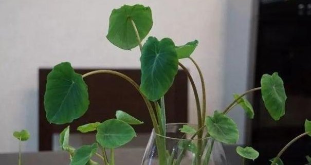  『浇水』这几种花卉很喜欢水,越是给它浇水越长的快,尤其是第二种!