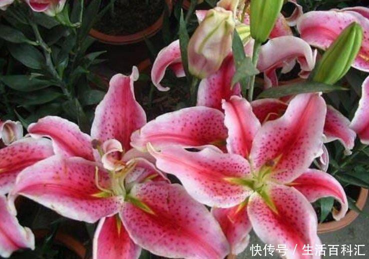 #红色#阳台养这几朵花,花开不断,花色艳丽,花开枝繁叶茂