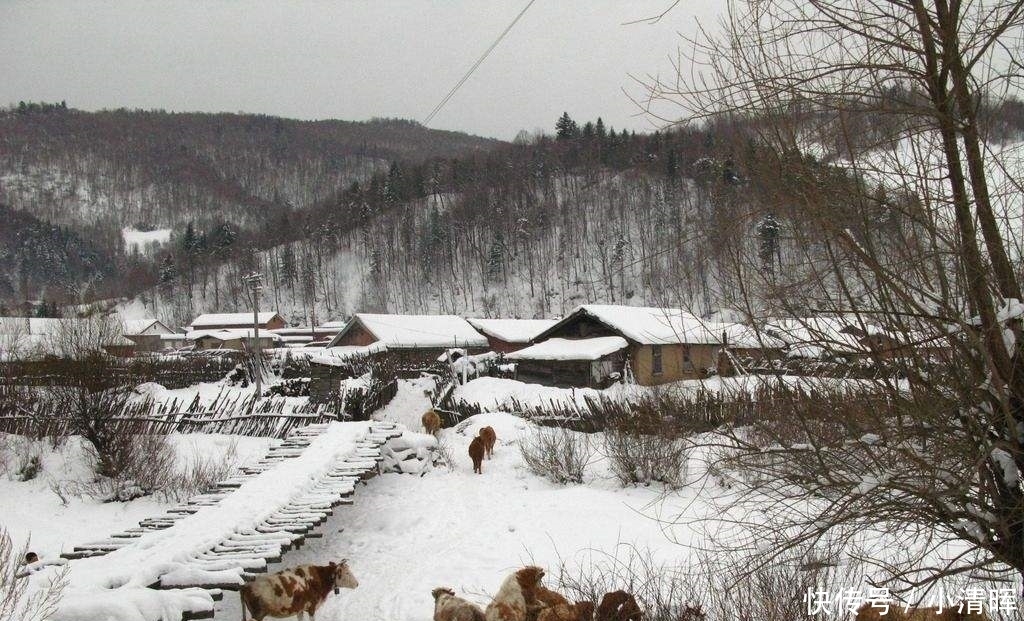  【南方】南方最廉价的果，长满枝头无人吃，到了北方后，却价格