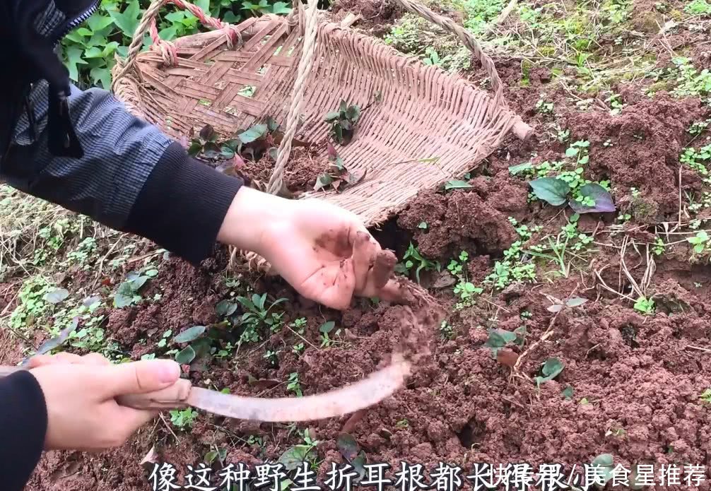 这种野菜就生长在农村田坎上，挖回家凉拌生吃，没肉胜过有肉