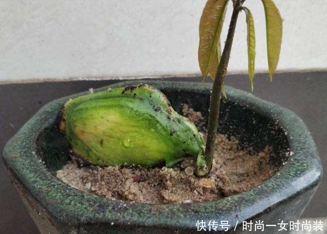 『外面』芒果核原来也能种,北方家里也能养,只要做到这三点就行!