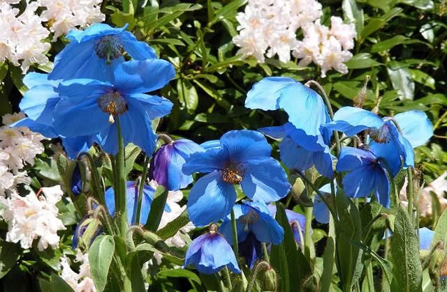 它，生于喜马拉雅山，人称“高山牡丹”，一生只开一次花！