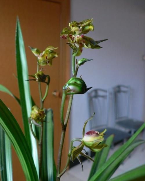  [漂亮]这几款艳丽的花卉，漂亮又好闻，全年开花不断，花开美观又大气