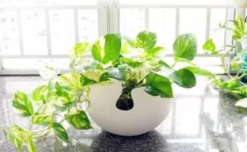  『植物』最适合放在卫生间的10种植物，赶紧养一盆吧！