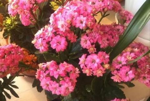 这几种花卉适合在家中盆栽养殖，开花艳丽好养殖