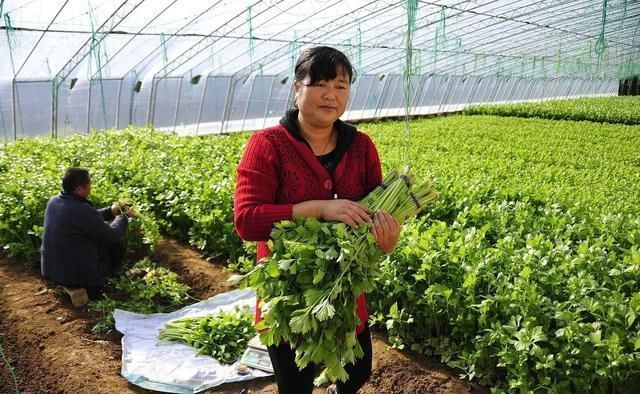 如今在农村，你要是会干、能干一定是大有前程的！干什么赚钱呢？